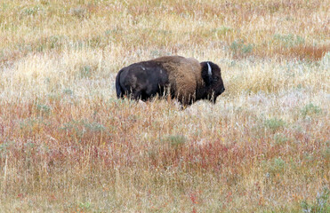 North American Bison standing among autumn colours, Yellowstone National Park, Wyoming  USA
