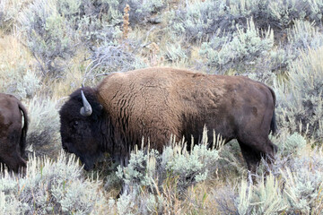 North American Bison walking through sagebrush, Yellowstone National Park, Wyoming  USA
