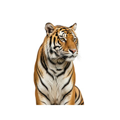 Fototapeta premium Majestic tiger portrait on Transparent Background