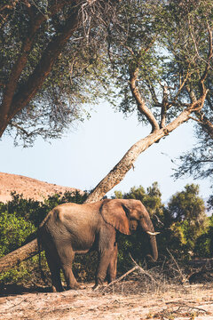 elephant scretching by a tree in damaraland, namibia