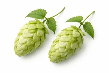 Hops (Humulus lupulus) is a vine employed not only in beer brewing but also valued as a medicinal plant