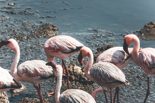 group of flamingos in walvis baai, namibia