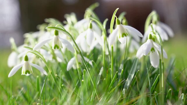Close-up footage of delicate snowdrops blooming in early spring, symbolizing the end of winter.