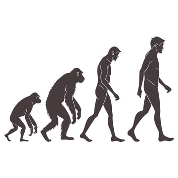 A visual depiction of human evolution showcasing progressive stages from early primates to modern humans in silhouette form