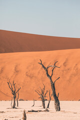 tree in the desert, in deadvlei, namibia