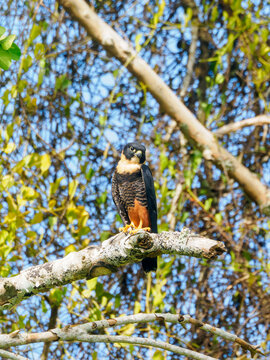 Faucon des chauves-souris (Falco rufigularis) sur une branche dans la jungle mexicaine sur le site de Becan