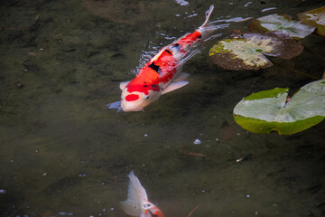 Colorful koi fish swimming beneath lily pads in a garden pond
睡蓮の葉の下を泳ぐ色鮮やかな錦鯉
