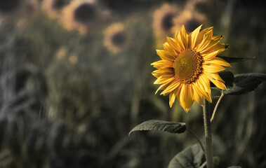Sonnenblume