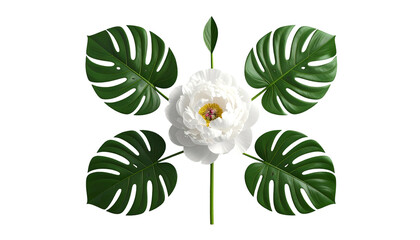 A white flower surrounded by four large green leaves and a stem on a black background