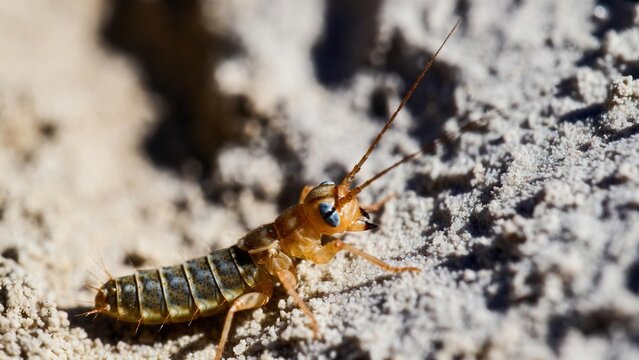 Macro view of a bristletail-like insect with striking blue eyes on textured