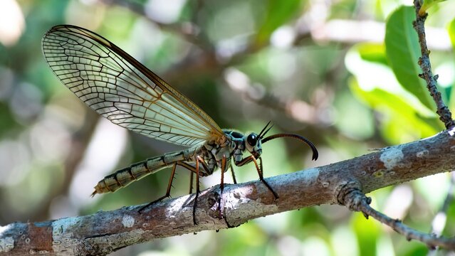 Detailed dobsonfly-like insect with intricate wings perched on a tree branch