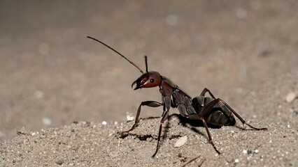 Detailed view of a dark carpenter ant with reddish head on textured sand