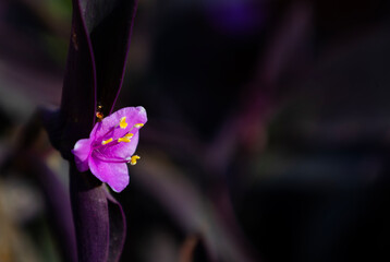 Purple heart flower macro with vibrant violet petals and soft dark background. Ideal for nature branding, floral design, wellness marketing, website headers, wallpapers, posters and editorial use.