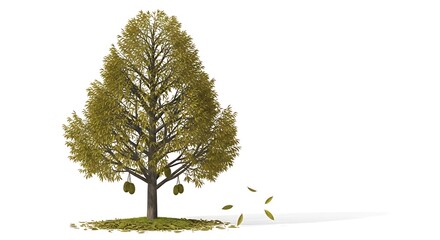 Green Tree with Leaves and Grass on White Background.