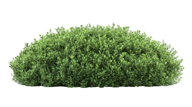 A lush. green shrub with dense foliage. situated against a clean white background. ideal for landscaping designs or nature-themed projects