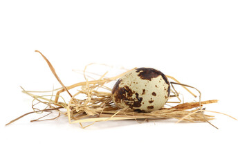 Obraz premium Quail egg on straw isolated on white background. Natural patterned farm quail egg in hay.