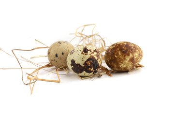 Quail eggs on straw isolated on white background. Natural patterned farm quail eggs in hay.