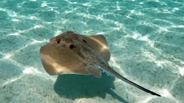 A stingray glides gracefully beneath the crystal clear water. The sun illuminates the sand and water. The aquatic creature is a beautiful spectacle
