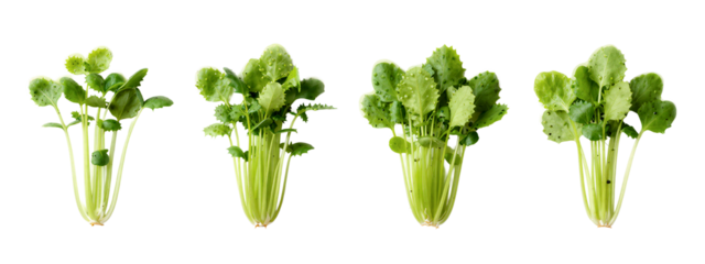 Photograph of four bunches of fresh green Swiss chard with large, textured leaves and slender stems, arranged in a row.