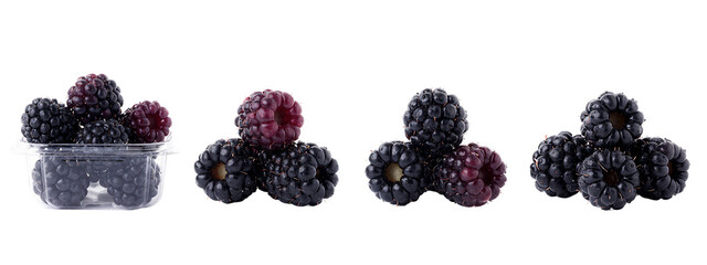 Photograph of four clusters of blackberries, with some berries being deep purple, arranged in a row.