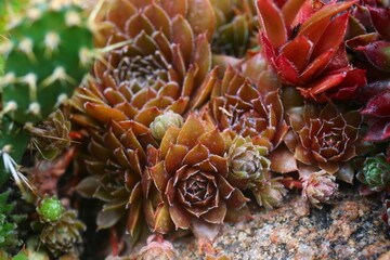 rojnik Gollum sempervivum brązowy rusy skalniak