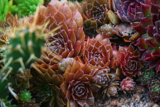 rojnik Gollum sempervivum brązowy rusy skalniak