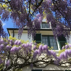 Wisteria Blooms Frame a Charming House on a Sunny Day.