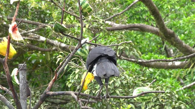 Great Curassow (Crax rubra) male, at Arenal area in northern Costa Rica, Central America.