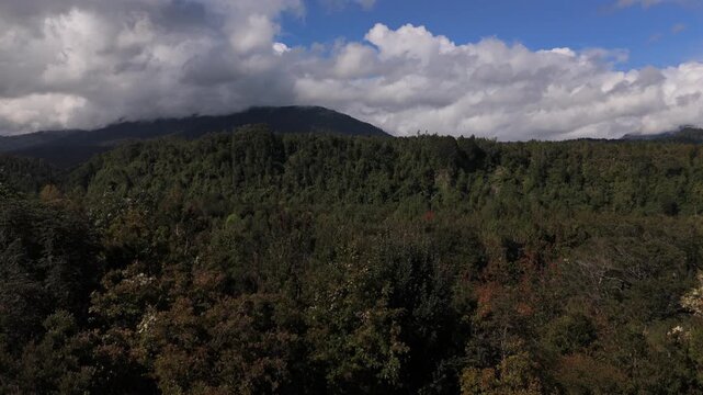 Aerial Rising Shot Over Forest Trees with Parallax Motion