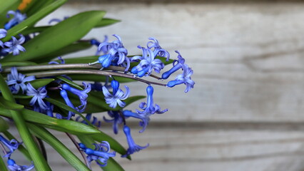 giacinti selvatici sullo sfondo di legno
