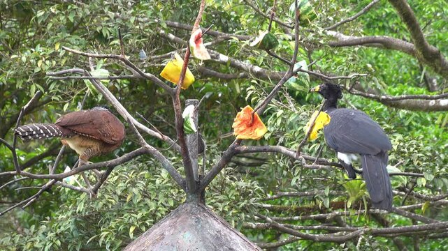 Great Curassow (Crax rubra) male and female, at Arenal area in northern Costa Rica, Central America.