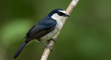 Obraz premium Captivating black, white, and grey bird with a distinctive crown perched on a branch in a vibrant jungle
