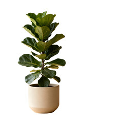 Fototapeta premium Fiddle leaf fig plant in light sand tone ceramic pot on warm beige gradient background, indoor houseplant 3/4 view 