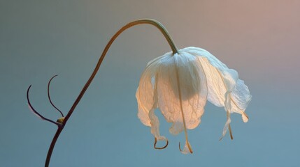 Fototapeta na wymiar A delicate white orchid petal hangs downwards, its fragile texture illuminated by soft light against a soft blue and pink gradient background.