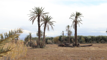 Serene Date Palm Grove in Arid Landscape with Distant Mountains, Dry Grass Field, and Overcast Sky