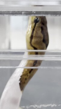 Close-Up of an Albino Python in a Transparent Container on a White Surface