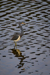 Tri-colored heron patiently wading in rippling water