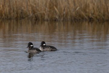 A pair of buffleheads quietly floating in a pond