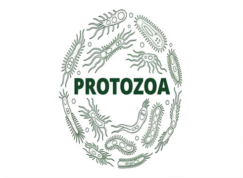 Protozoa microorganism illustration