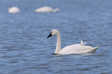 Tundra swan with misaligned feather floating in calm water