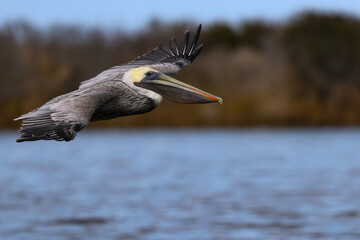 Brown pelican soaring over water with wings stretched wide