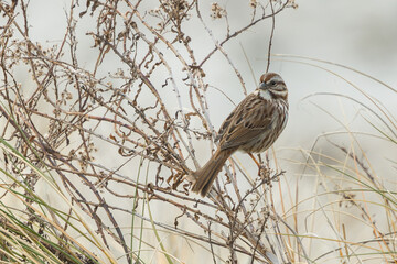 Camouflaged sparrow perched on twigs in cold winter morning
