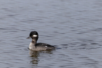 Isolated bufflehead swimming on water