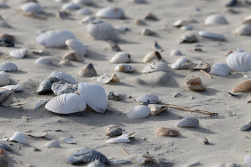 Dense seashells on the sand