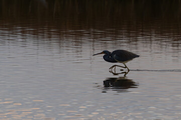 tri-colored heron patient and persistent while stalking a meal