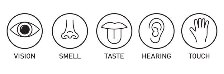 Five human senses editable stroke outline icons set. Flat vector illustration of human senses including ear, eye, nose, lips, and hand in minimalist design style. Five senses of human nervous system.