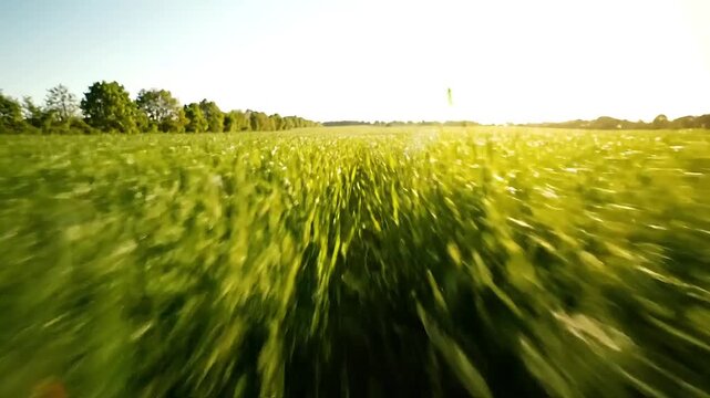 Expansive low-angle view showcasing a vast, vibrant green crop field stretching towards the horizon under a brilliant sunlit sky, evoking a sense of natural beauty, growth, and boundless tranquility