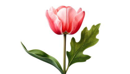A solitary red and pink tulip blossom, with a vibrant green leaf, isolated on black