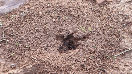 Black Ant Colony Mound with Worker Ants Carrying Leaves on Sandy Soil, Insect Habitat and Nature