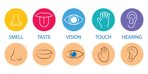 A collection of five colorful icons representing the human senses sight hearing smell taste and touch.